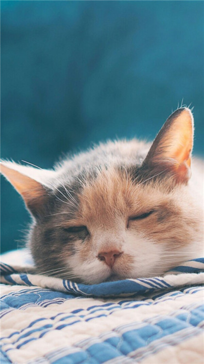 喵星人，嘘，让我先睡一会！