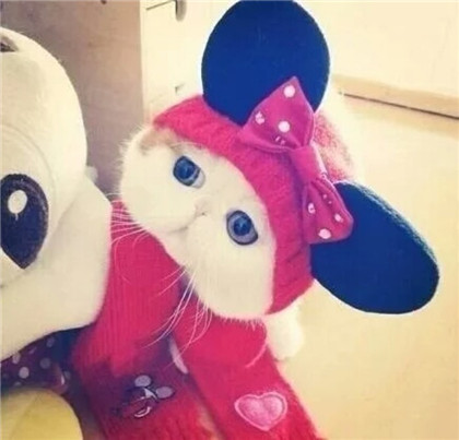 喵星人，听说侧颜拍照显脸小！