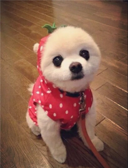 汪星人，我是一个小草莓~