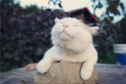 喵星人，阳光暖暖的~