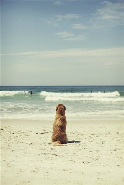 金毛，你孤独了么？