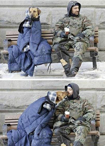 即使你没房没车 流浪狗也一样爱你