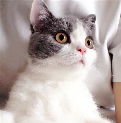 喵星人，天啦喵，看到了什么？