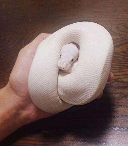 主人为做事不被宠物白蛇打扰 竟想出这个方法