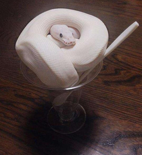 主人为做事不被宠物白蛇打扰 竟想出这个方法