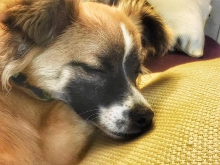 一只被标示会咬人的吉娃娃 其实根本被误会！