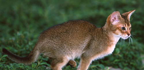 阿比西尼亚猫