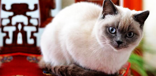 重点色短毛猫