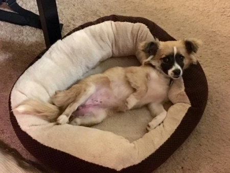 一只被标示会咬人的吉娃娃 其实根本被误会！