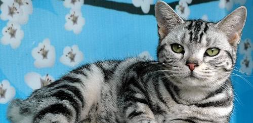 美国短毛猫