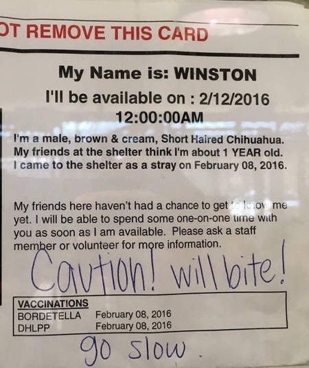 一只被标示会咬人的吉娃娃 其实根本被误会！