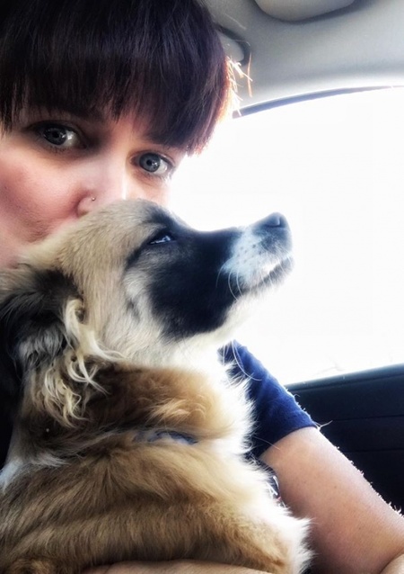 一只被标示会咬人的吉娃娃 其实根本被误会！