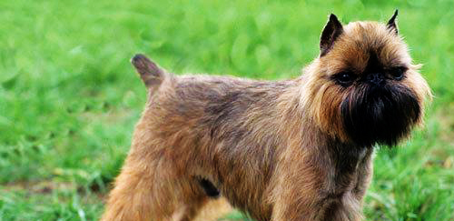 布鲁塞尔粗毛猎犬