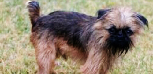 布鲁塞尔格里芬犬