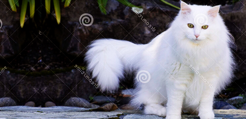 土耳其安哥拉猫