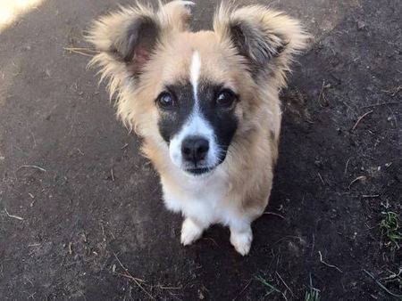 一只被标示会咬人的吉娃娃 其实根本被误会！