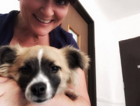 一只被标示会咬人的吉娃娃 其实根本被误会！