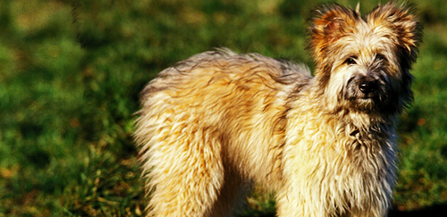 比利牛斯牧羊犬