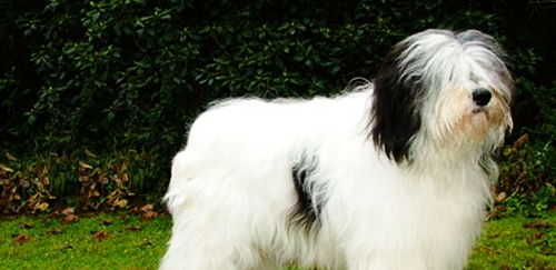 波兰低地牧羊犬