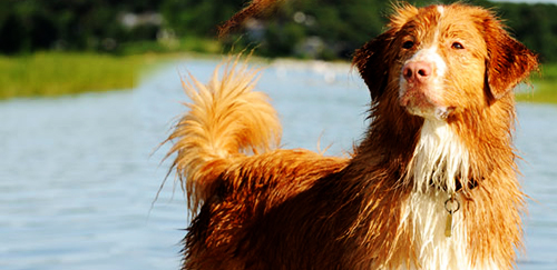新斯科舍猎鸭寻猎犬
