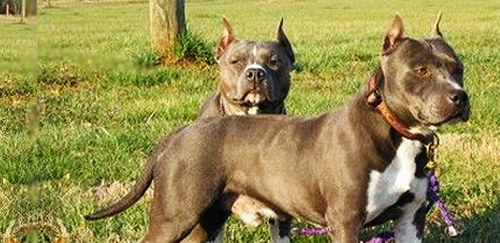 美国史特富郡梗