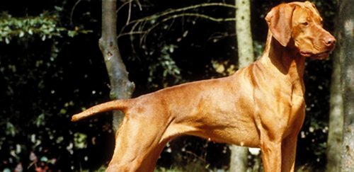 罗得西亚脊背犬