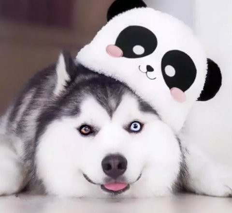 我这么用力卖萌，你却只关心为什么我两只眼睛不一个颜色!