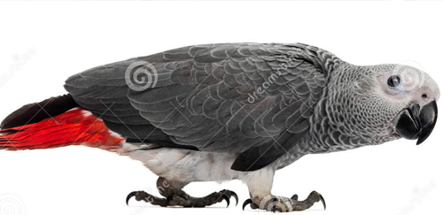非洲灰鹦鹉