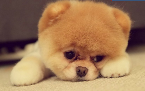 宠物病了怎么办  慎选动物医师的重要性