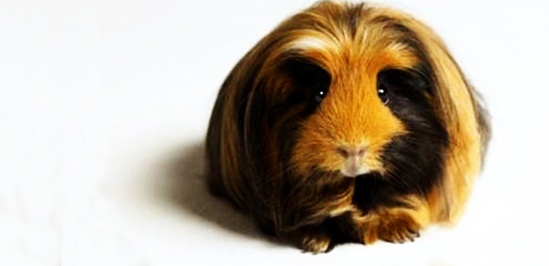 秘鲁缎毛天竺鼠