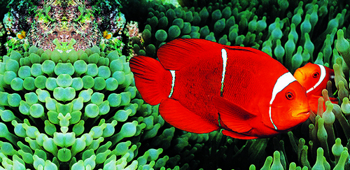 小丑鱼