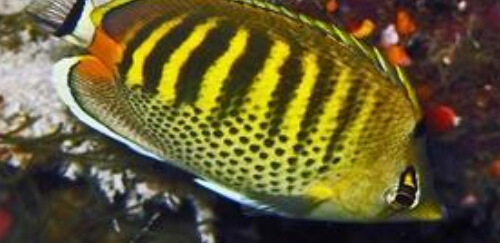 斑带蝴蝶鱼