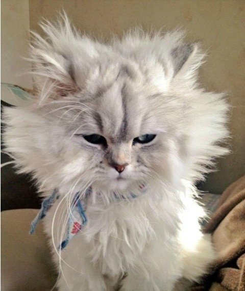 每次头发还没干就睡觉了，早上醒来后就变成了这个样子...