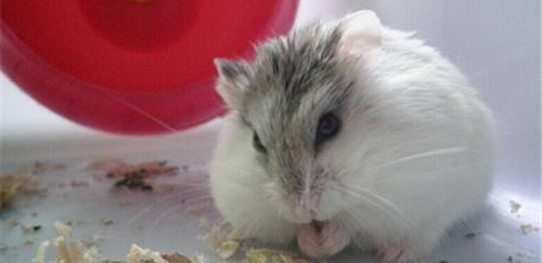 花斑仓鼠