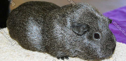 银色刺毛天竺鼠