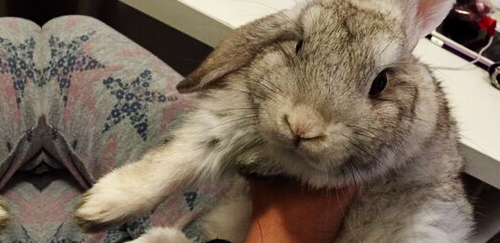 巨型金吉拉兔