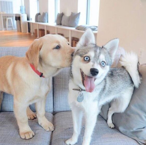 得到拉拉的青睐，二哈表示受宠若惊呢？