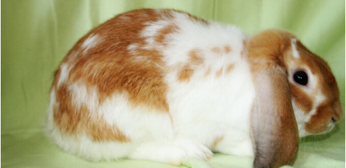 宾尼垂耳兔