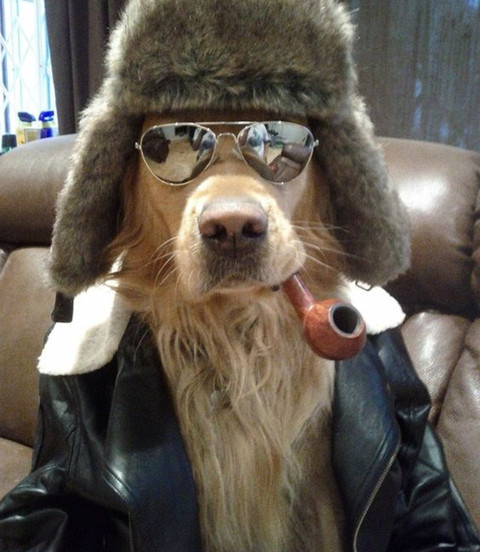 一只大咖级的汪！