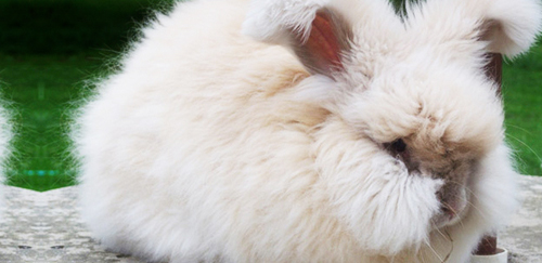 缎毛安哥拉兔