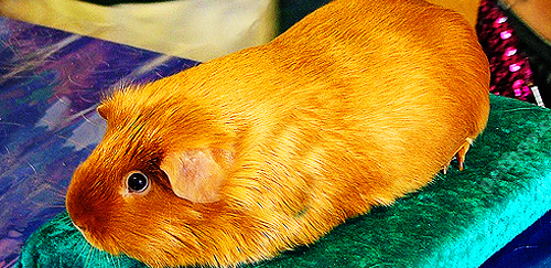 黄金缎毛天竺鼠