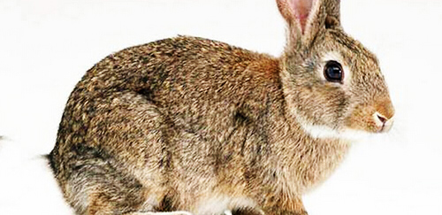 灰栗兔