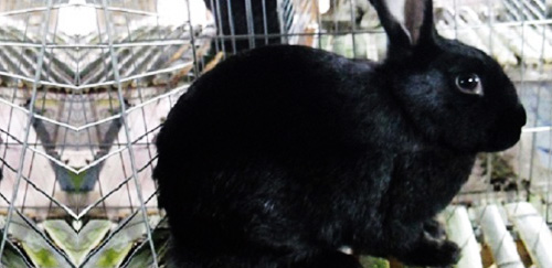 莲山黑兔