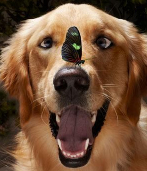 不好，前方有蝴蝶，难为这一双斗鸡眼了