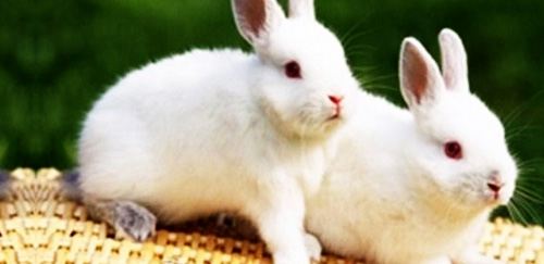 新西兰兔