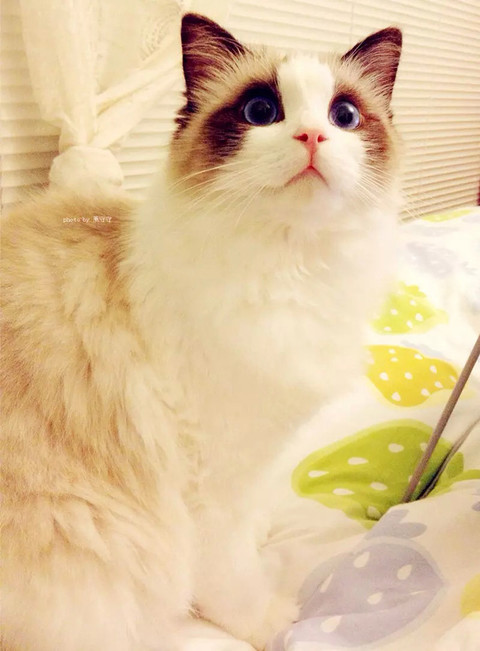 喵星人，莫名感觉自己好大只~