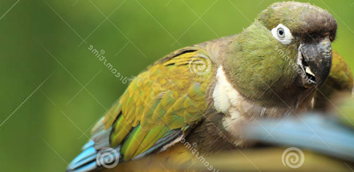 巴塔哥尼亚锥尾鹦鹉