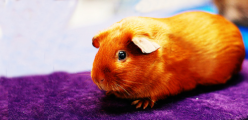 涂金缎毛天竺鼠