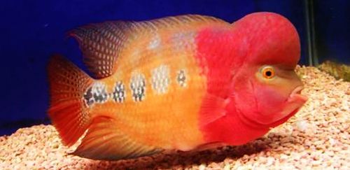 罗汉鱼