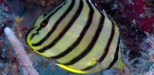 八带蝴蝶鱼